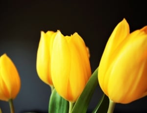 4 yellow tulips thumbnail