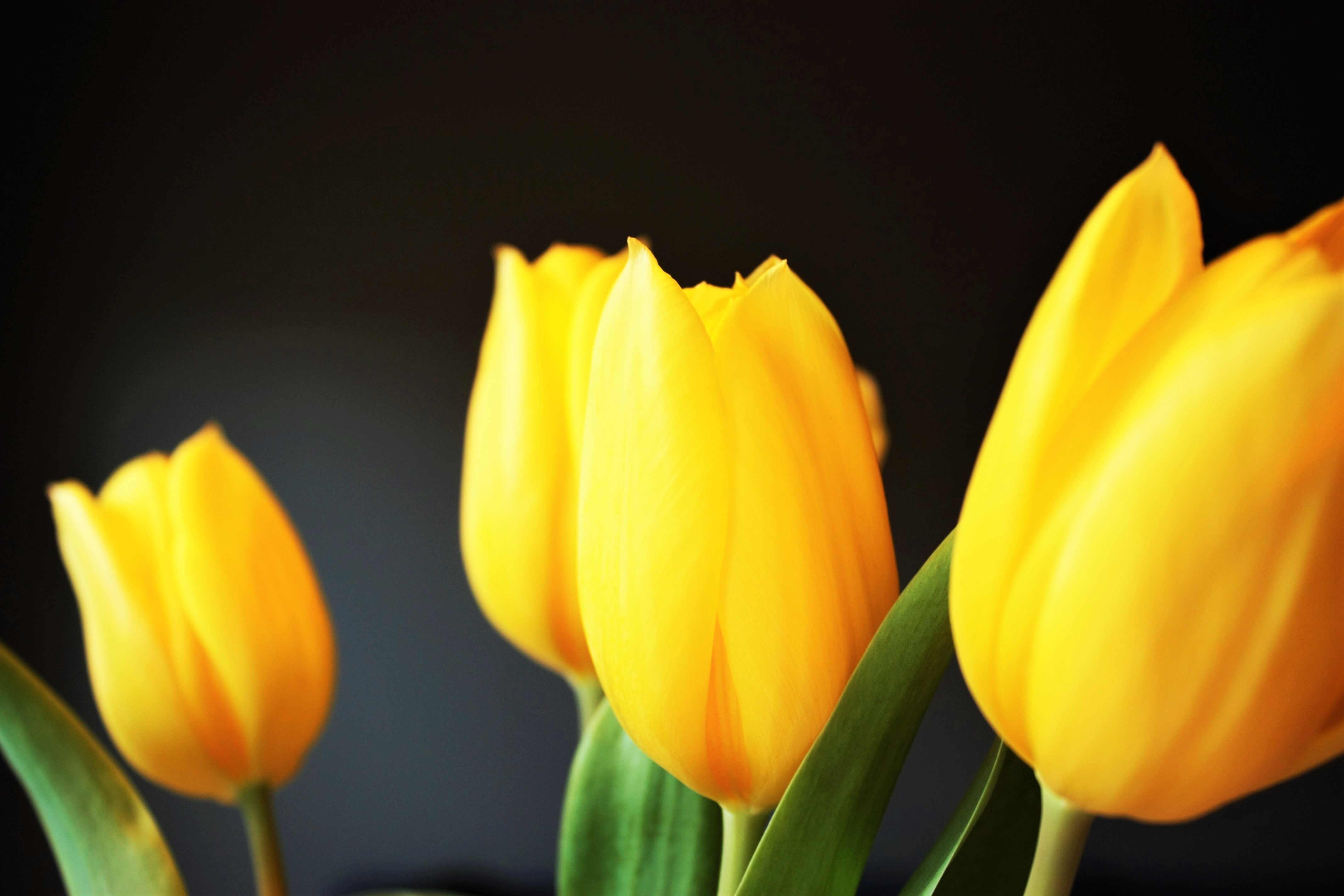 4 yellow tulips