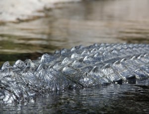 black crocodile thumbnail