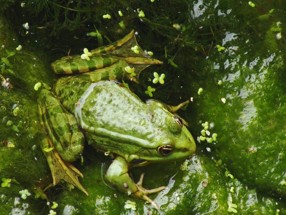 green frog on water preview