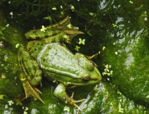 green frog on water thumbnail