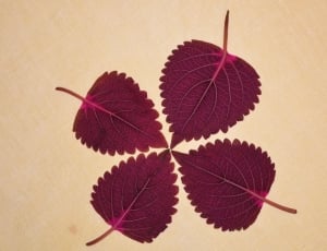 four red leaves thumbnail