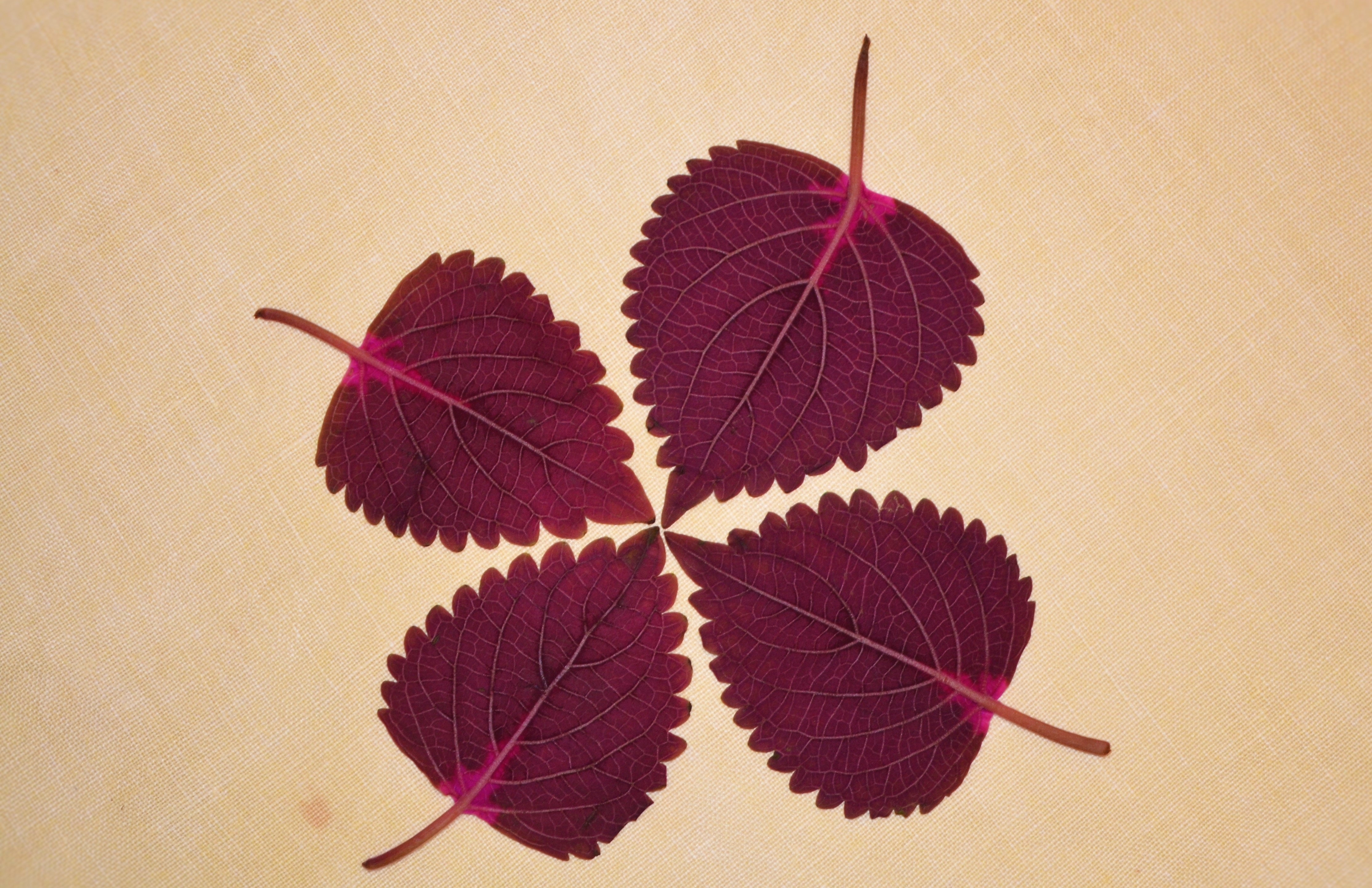 four red leaves