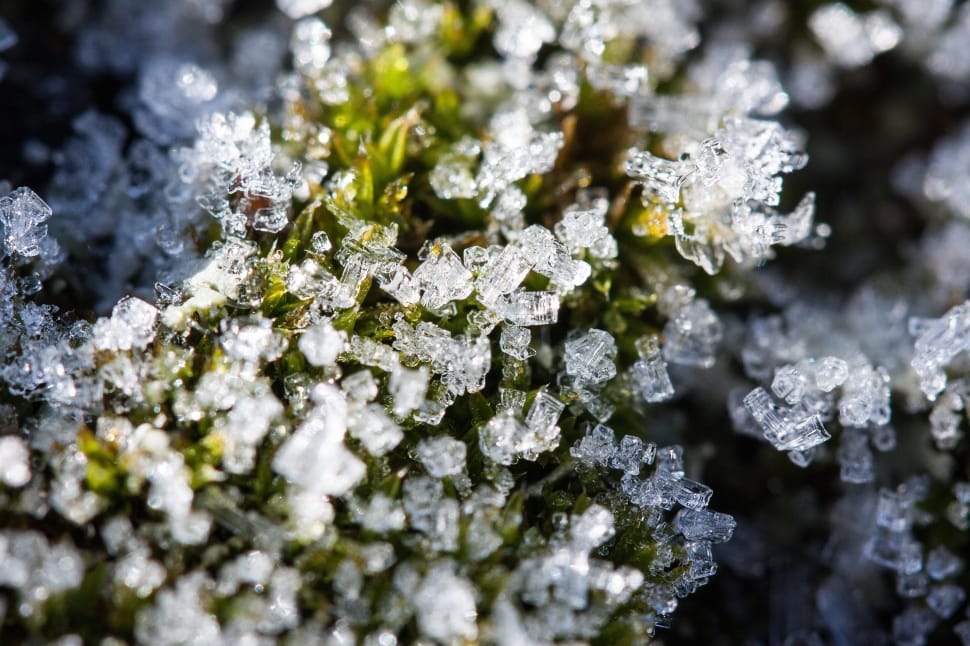 closeup photography of green plant with ice preview
