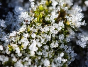 closeup photography of green plant with ice thumbnail