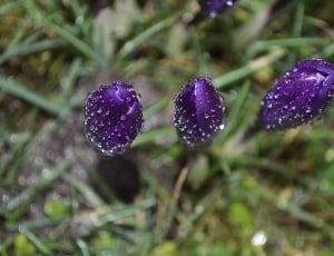 Macro, Season, Spring, Flower, Raindrops, purple, nature thumbnail
