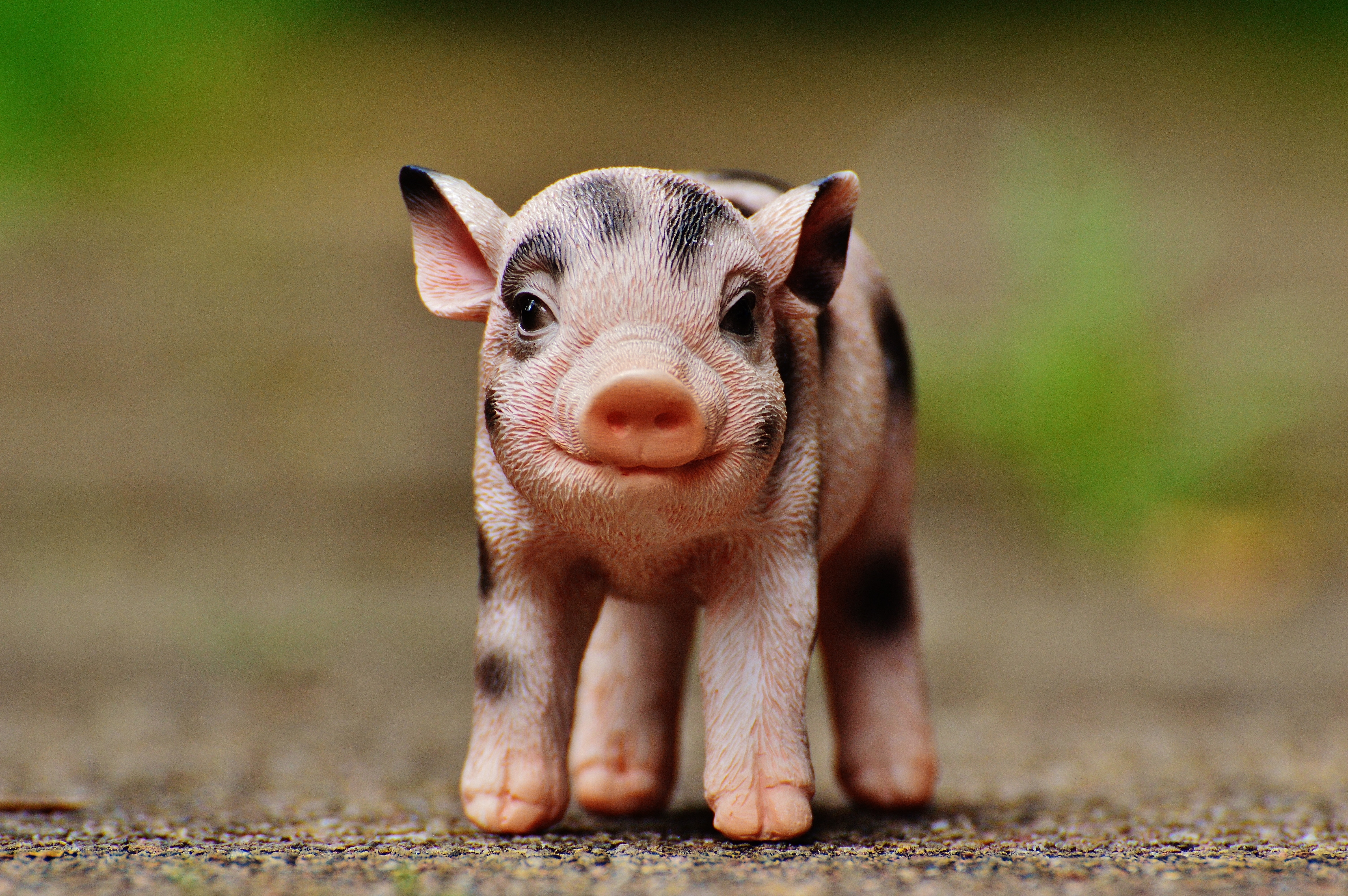 Animal, Deco, Sweet, Piglet, Cute, Fig, pig, one animal