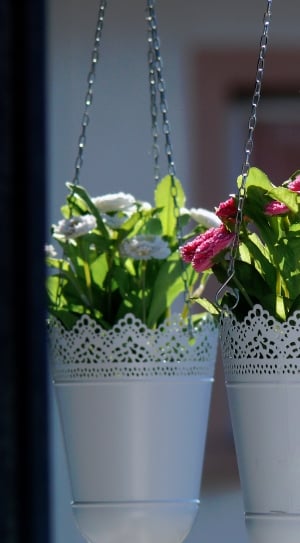 Flowers, Floral, Hanging Basket, growth, hanging thumbnail