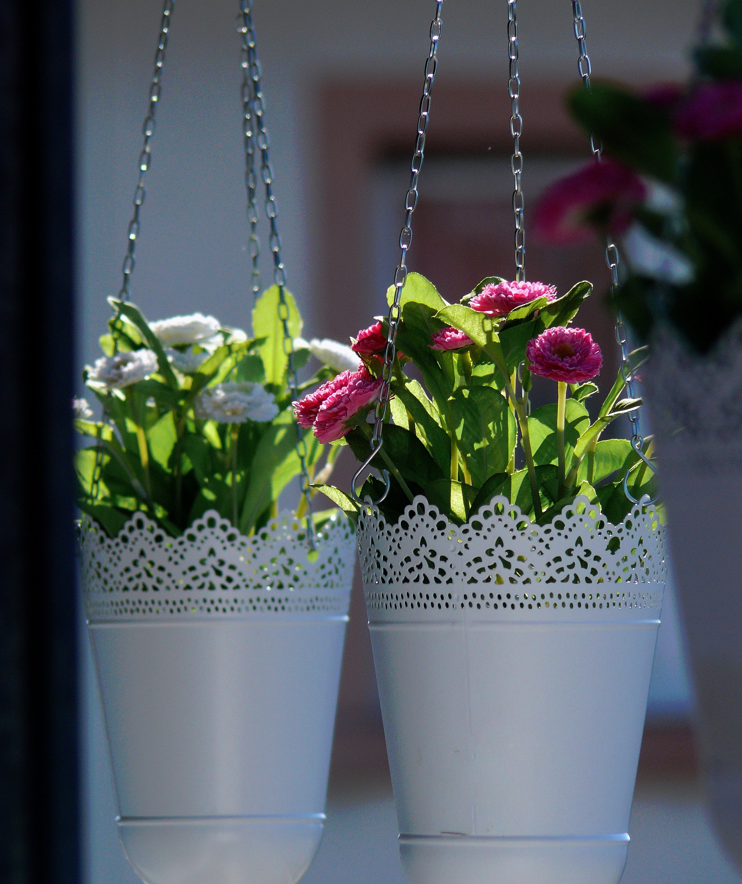 Flowers, Floral, Hanging Basket, growth, hanging
