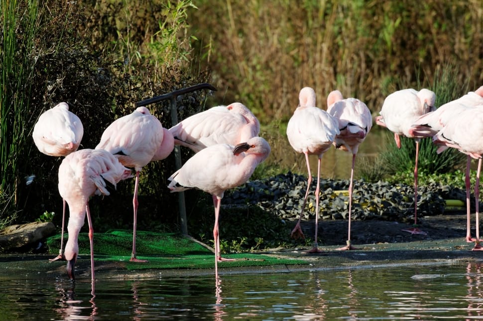 pink greater flamingos on body of water preview