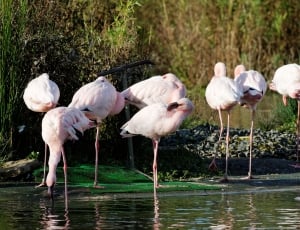 pink greater flamingos on body of water thumbnail