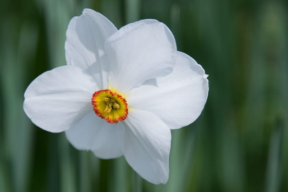 white daffodil preview