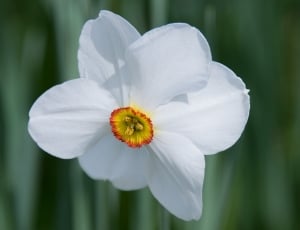 white daffodil thumbnail