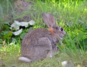 Rabbit, European, Wild, grass, animal themes thumbnail