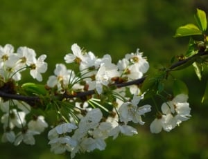 white cherry blossom flower thumbnail
