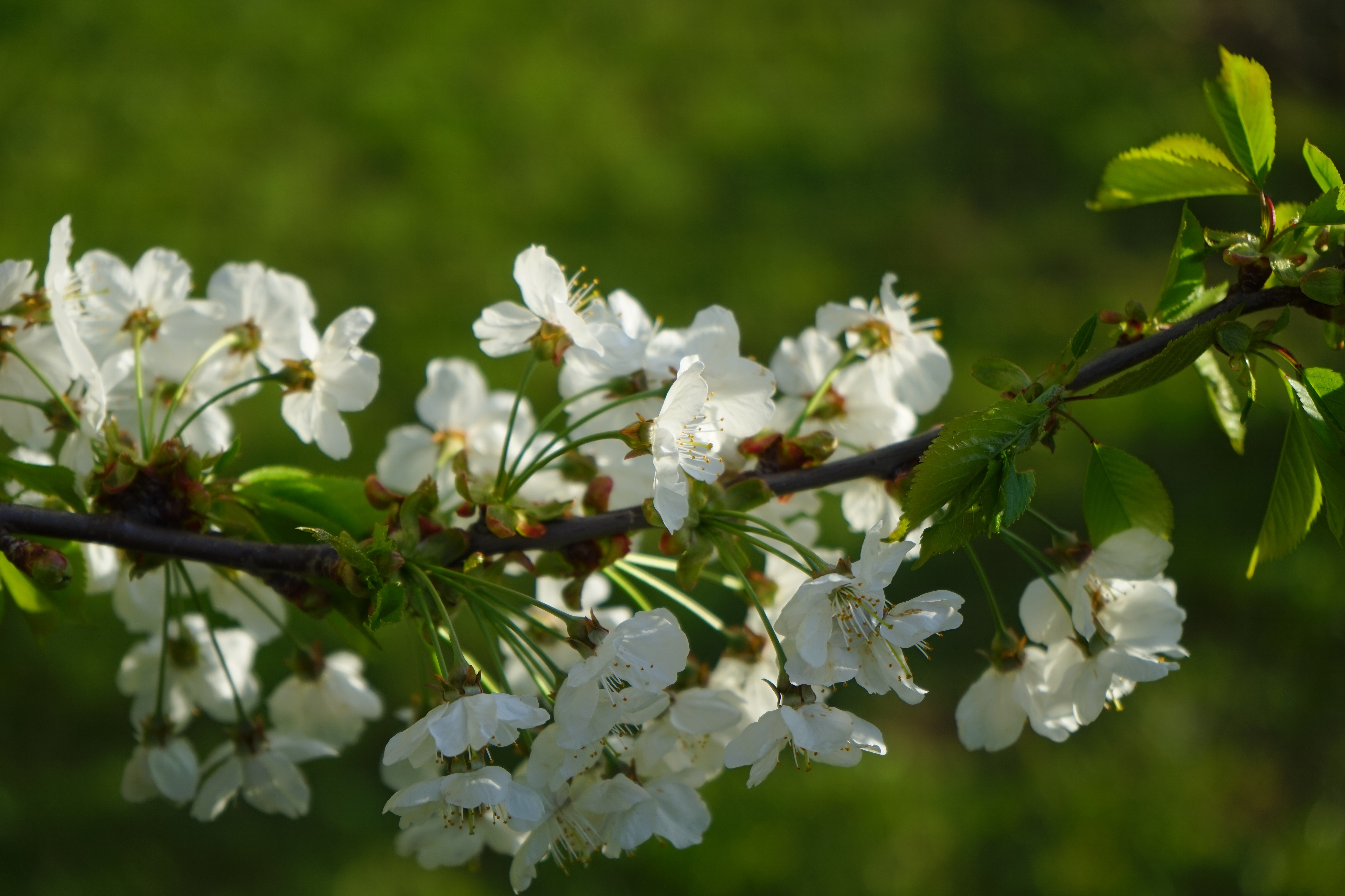 white cherry blossom flower