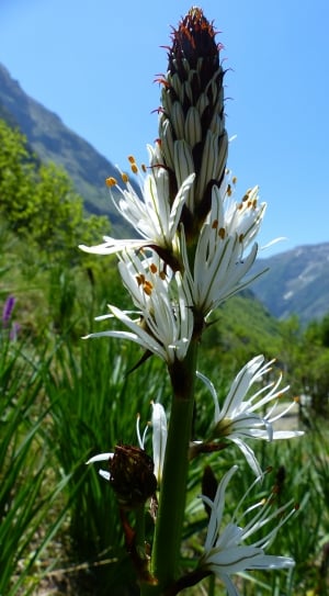 white and brown flower thumbnail