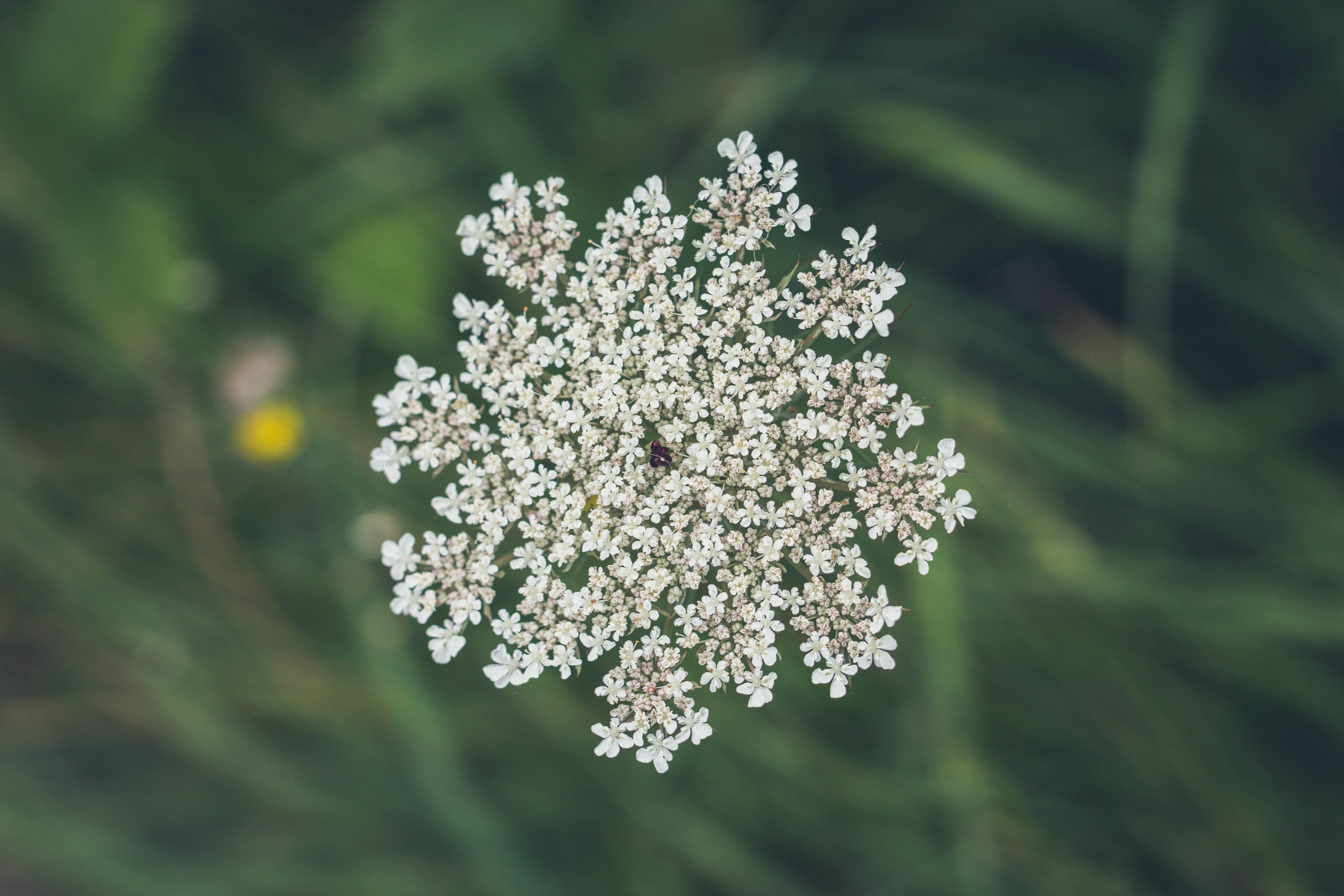 Baby S Breath Flower Free Image Peakpx