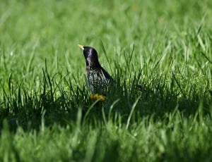 black and yellow feathered bird thumbnail