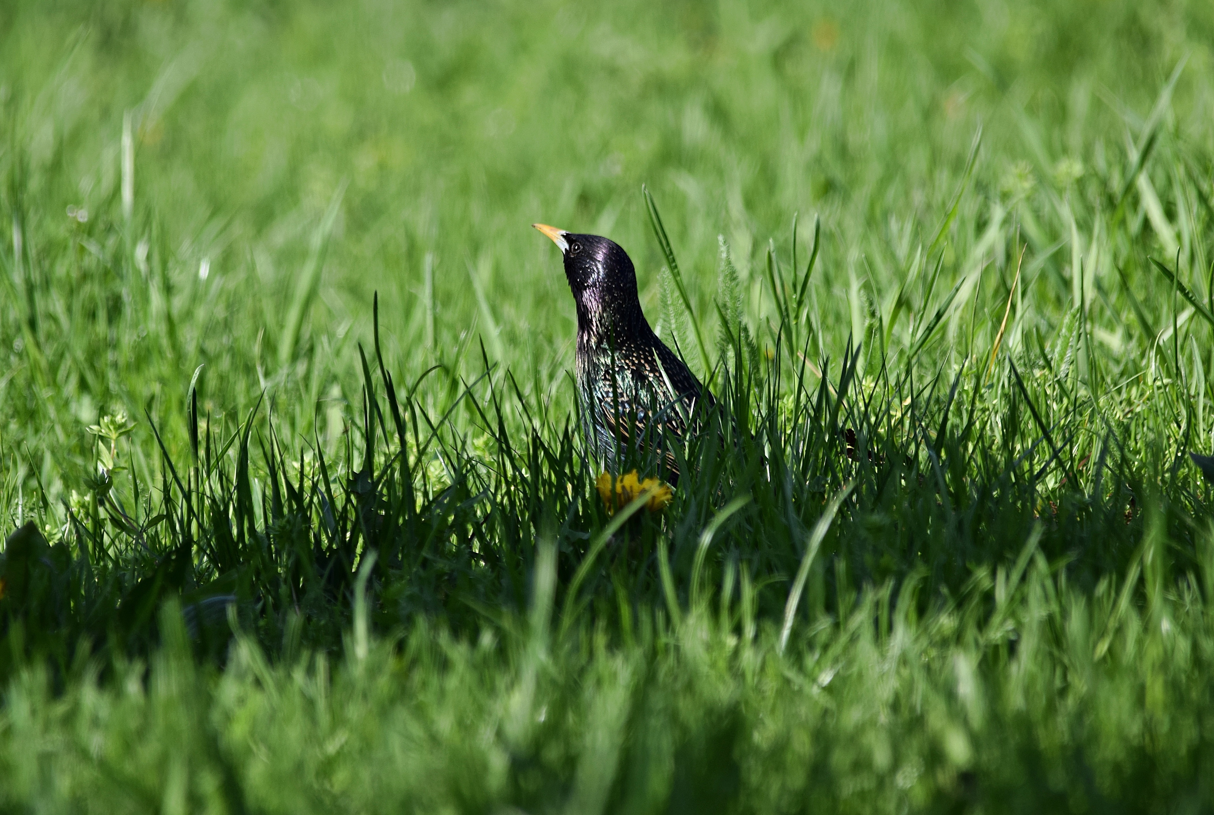 Лучше всего наблюдать скворца рано утром. Птичка в траве. Скворец. Скворец птица. Птичка в поле.