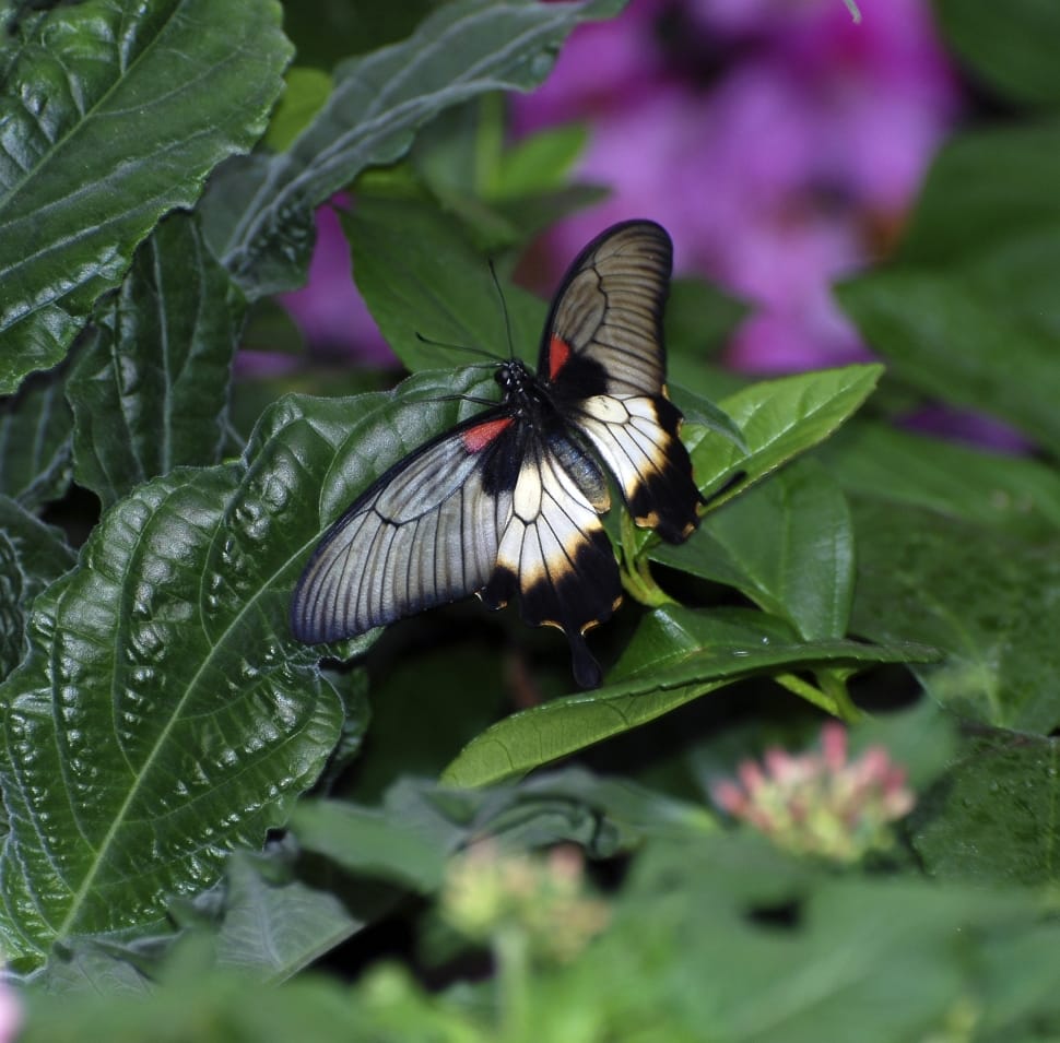 spicebush swallowtail butterfly preview