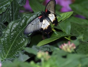 spicebush swallowtail butterfly thumbnail