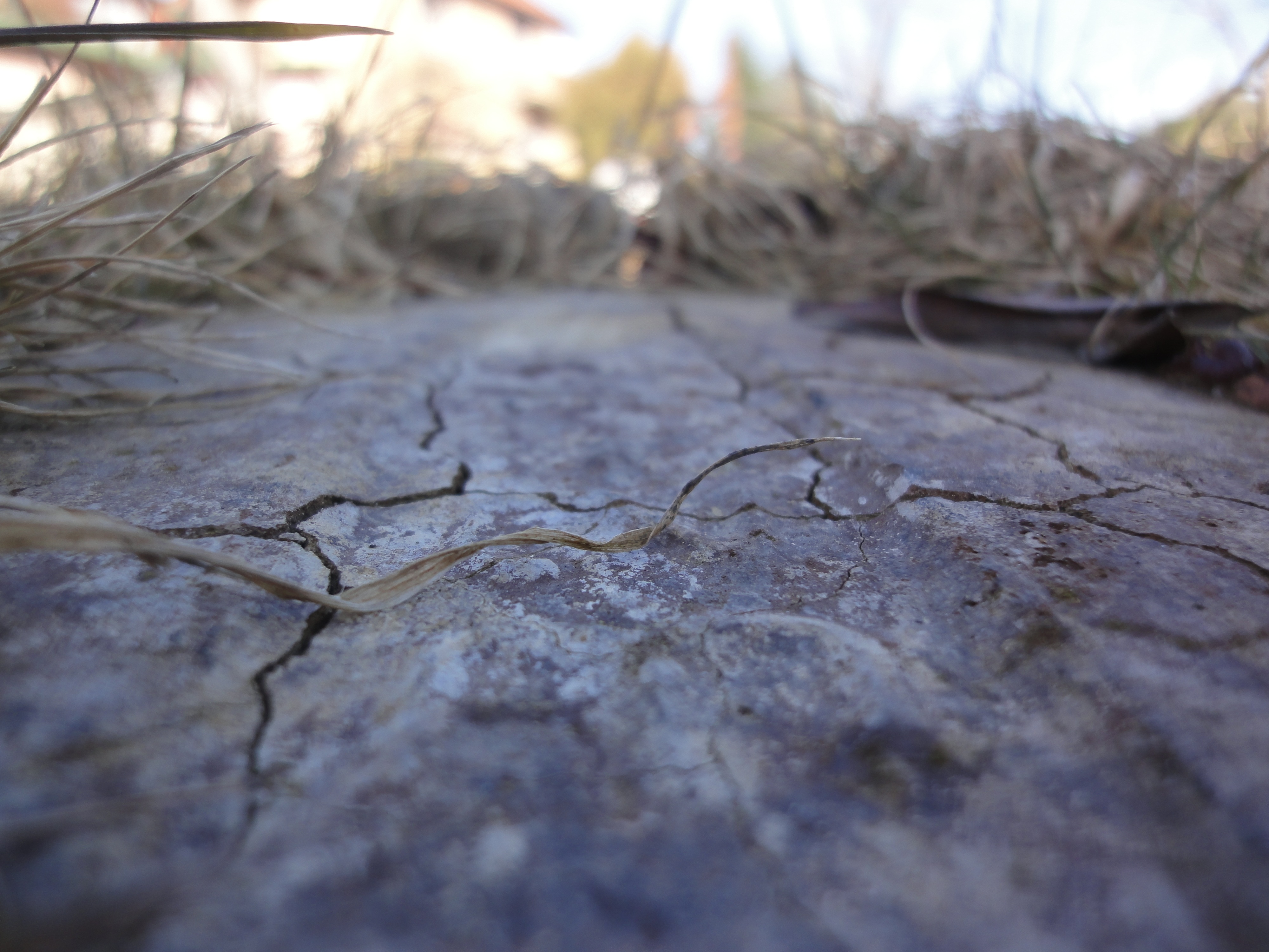 closeup photo of gray ground near grasses