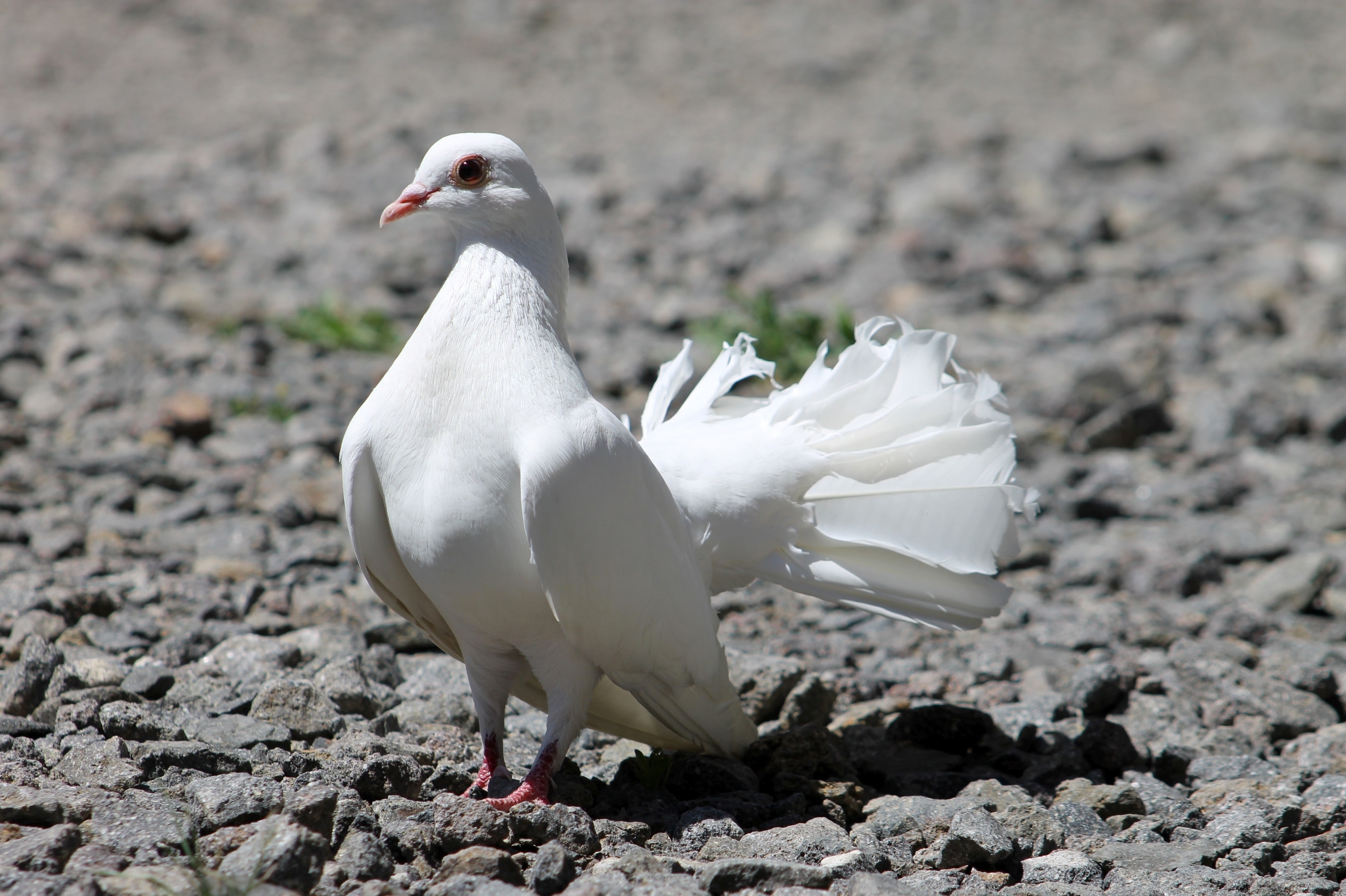 White bird. Белый голубь. Белая птица. Белоснежные птицы. Белоснежный голубь.