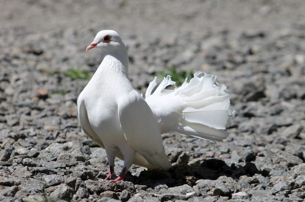 white fantail pigeon at daytime preview