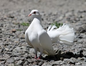 white fantail pigeon at daytime thumbnail