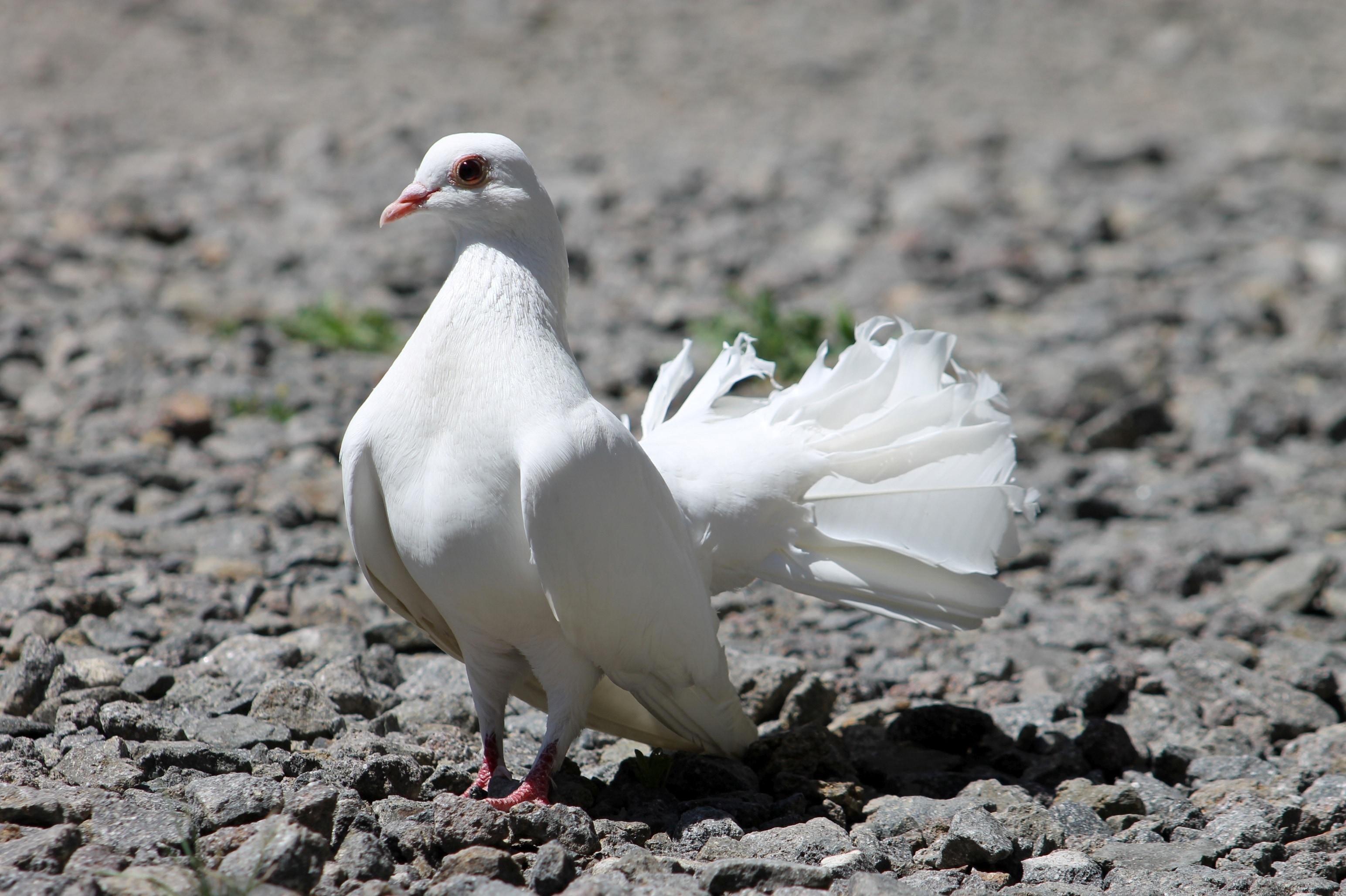 white fantail pigeon at daytime