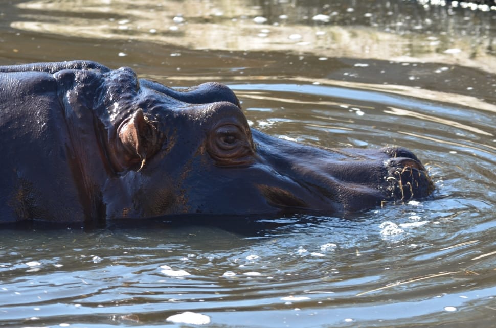 black Hippopotamus on river preview