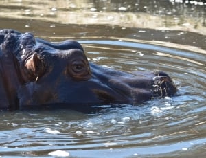 black Hippopotamus on river thumbnail