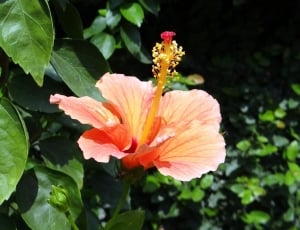 Hibiscus, Peach, Rosa Sinensis, Flower, flower, flower head thumbnail