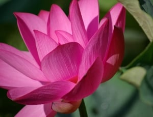 pink flower in bloom in close up photo thumbnail