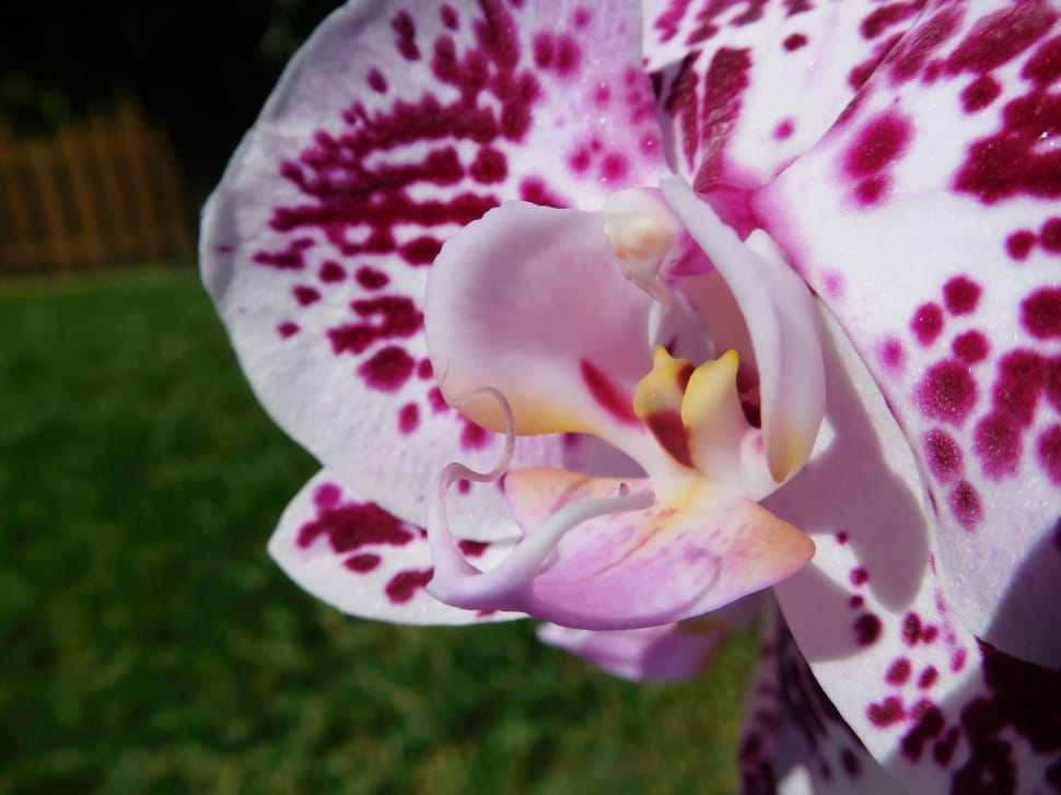 Orchid, Plant, Flower, Tropical, Nature, flower, close-up preview