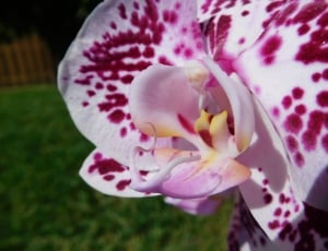 Orchid, Plant, Flower, Tropical, Nature, flower, close-up thumbnail
