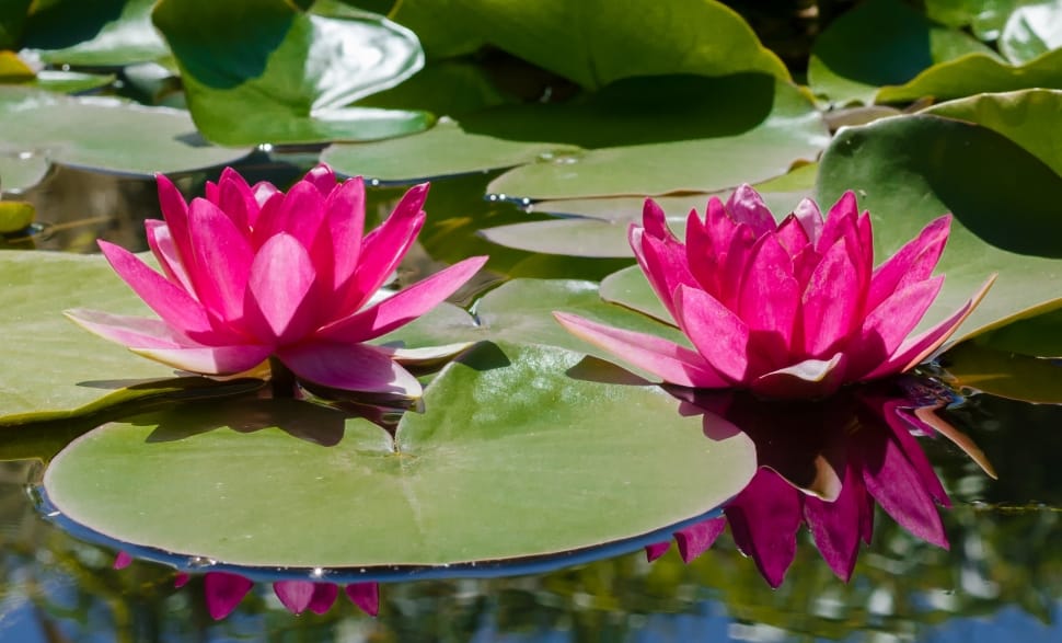 Lily, Pond, Water Lily, Water, Pink, flower, pond preview