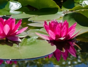 Lily, Pond, Water Lily, Water, Pink, flower, pond thumbnail