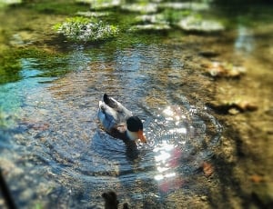 gray and black mallard duck swimming above body of water thumbnail