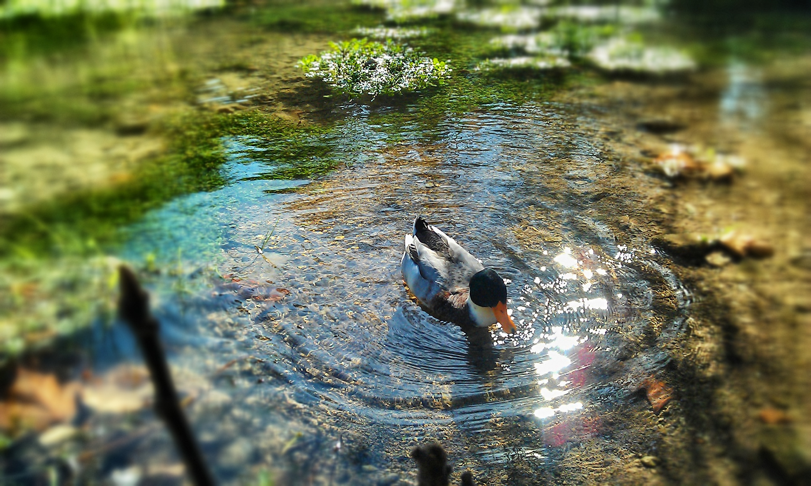 gray and black mallard duck swimming above body of water