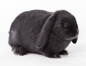 Rabbit, Easter Rabbit, Home Mazlík, ,  thumbnail