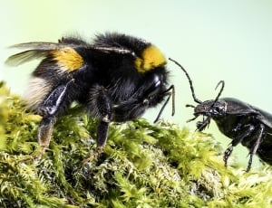 black honeybee and black insect thumbnail
