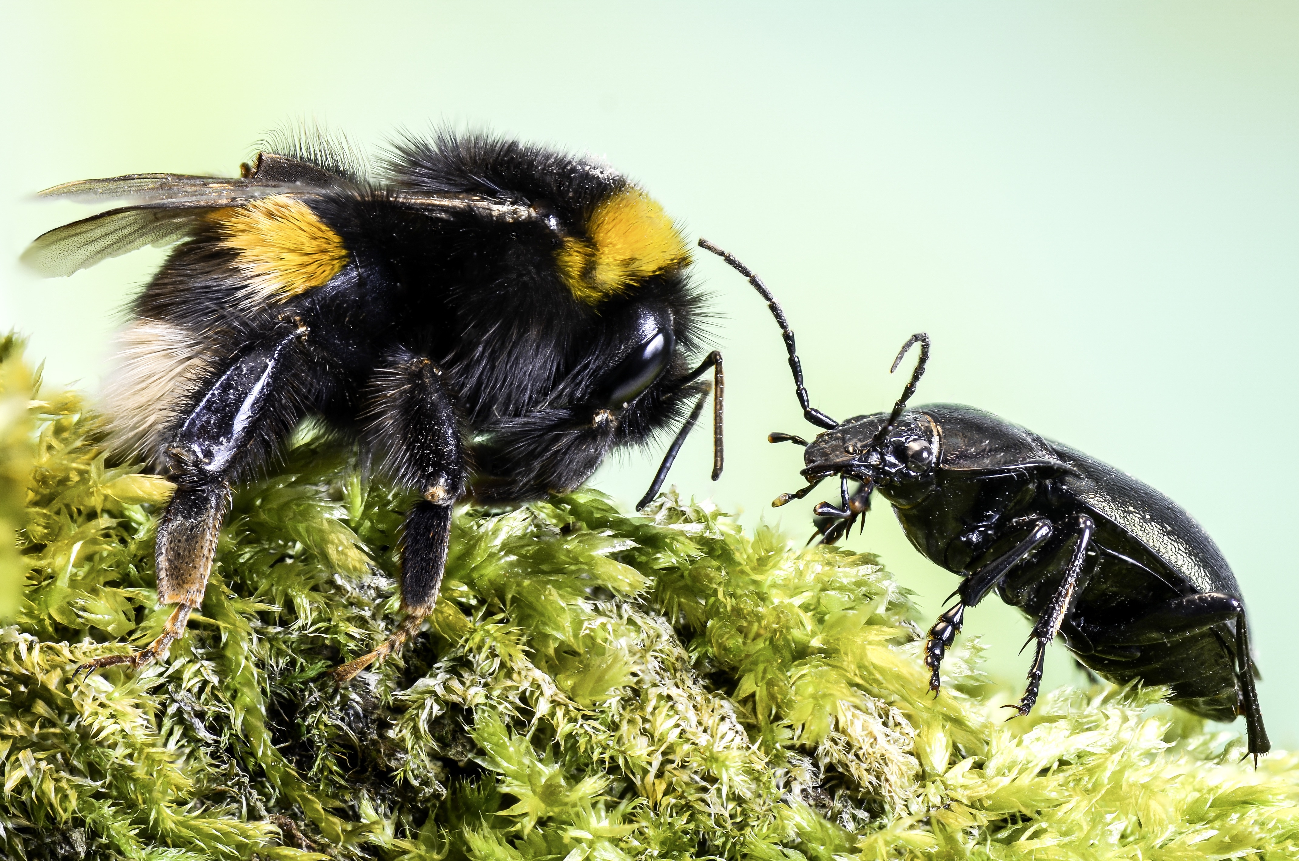 black honeybee and black insect