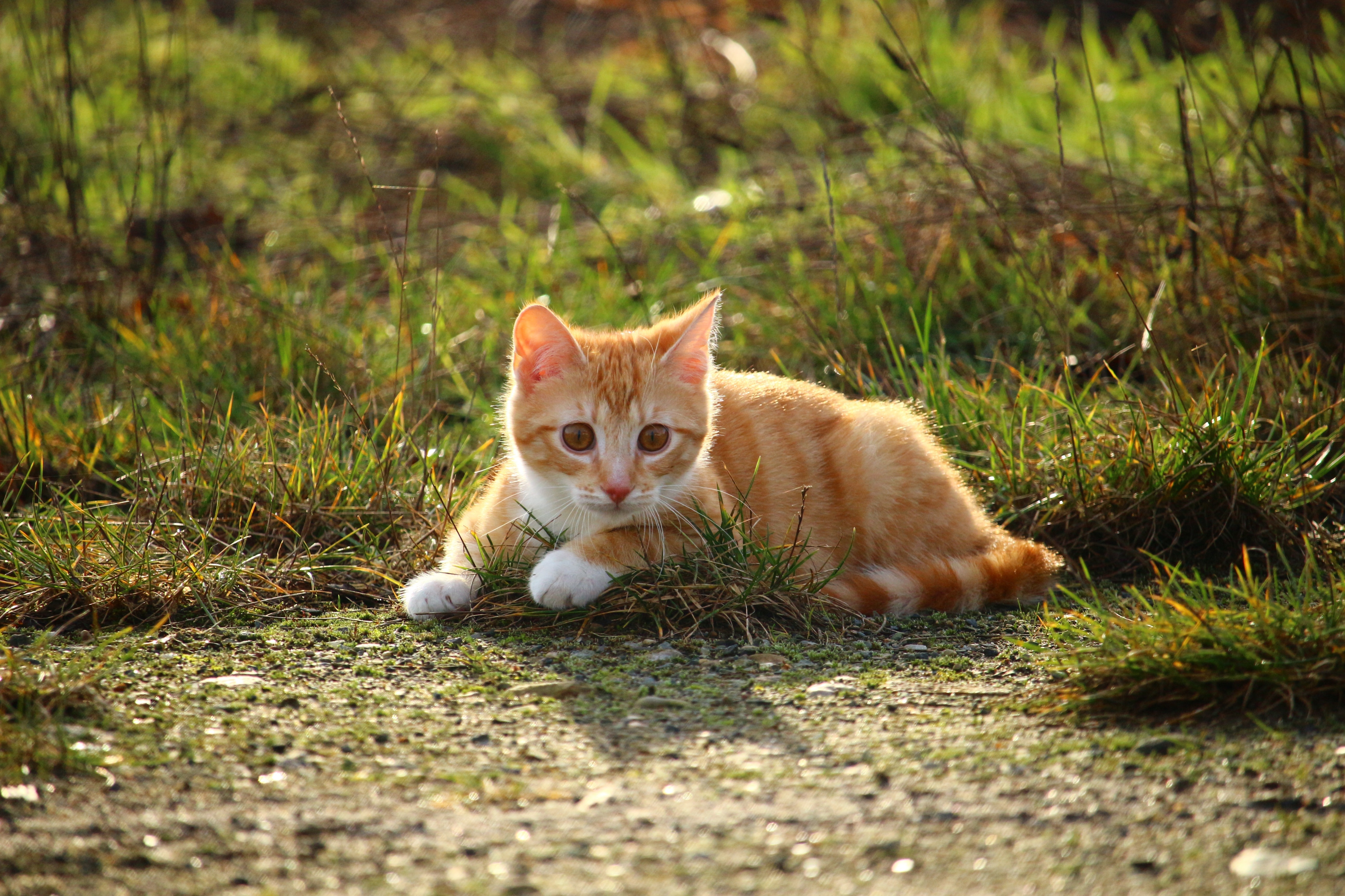 brown and white kitten