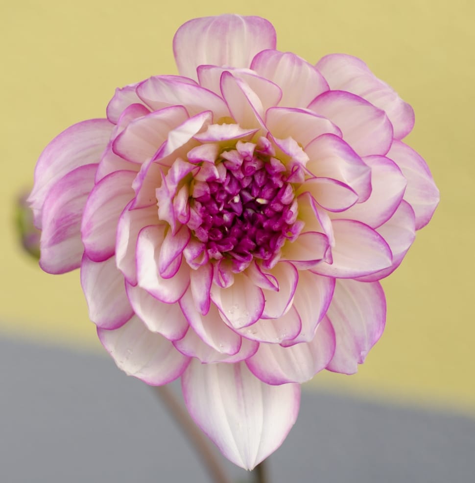 white and purple petaled flower preview