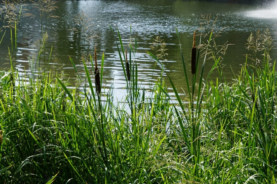 lakeside with grass preview