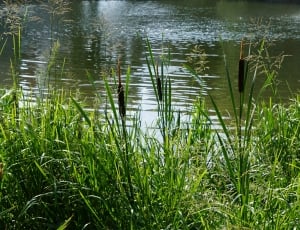 lakeside with grass thumbnail