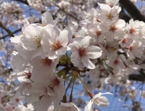 Cherry, Flowers, Japan, flower, blossom thumbnail