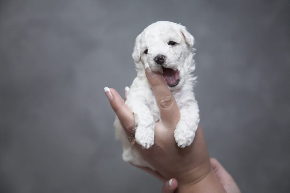 white long coated puppy preview